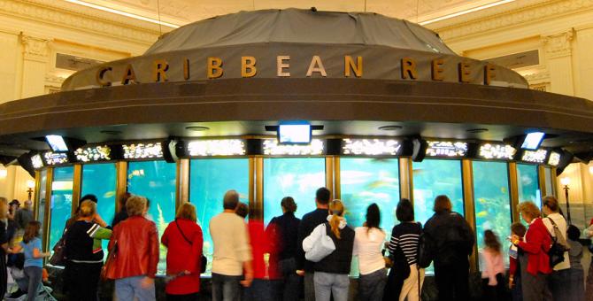 The Caribbean Reef exhibit at the Shedd Aquarium. Credit: Choose Chicago